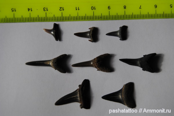 зубы акул, shark teeth