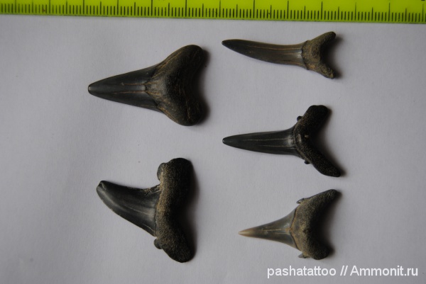 рыбы, акулы, зубы акул, fish, shark teeth, sharks