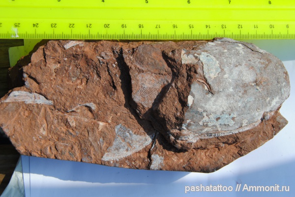 бесчелюстные рыбы