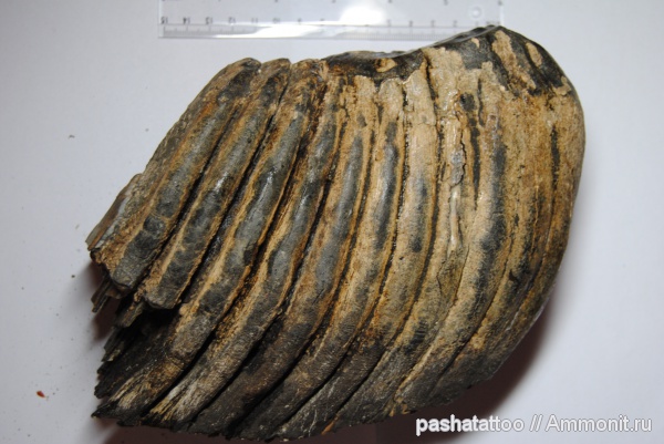 мамонты, плейстоцен, четвертичный период, Mammuthus primigenius, Mammuthus