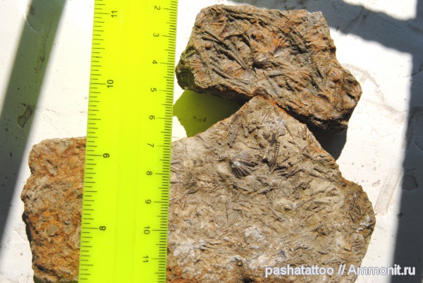 брахиоподы, девон, Devonian, тентакулиты, Tentaculites