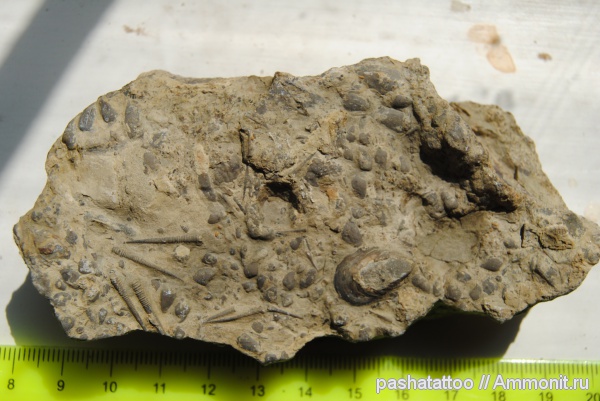 брахиоподы, девон, Devonian, тентакулиты, Tentaculites