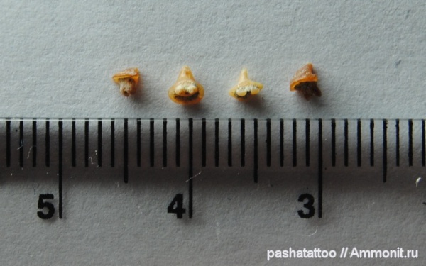 США, скаты, Dasyatis Sting Ray