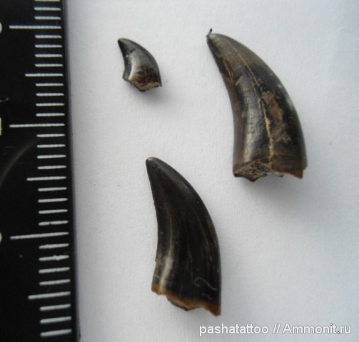 юра, Россия, юрский период, тираннозавры, бат, Kileskus aristotocus, Kileskus, Bathonian, Jurassic