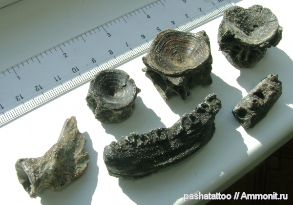 палеоген, рыбы, позвоночные, fish