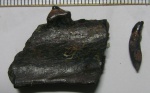 Фрагмент нижней челюсти с зубом и клык тюленя Monachopsis pontica