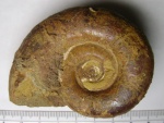 Biasaloceras subseqensis