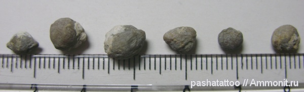 пермь, фораминиферы, Schwagerina, Permian