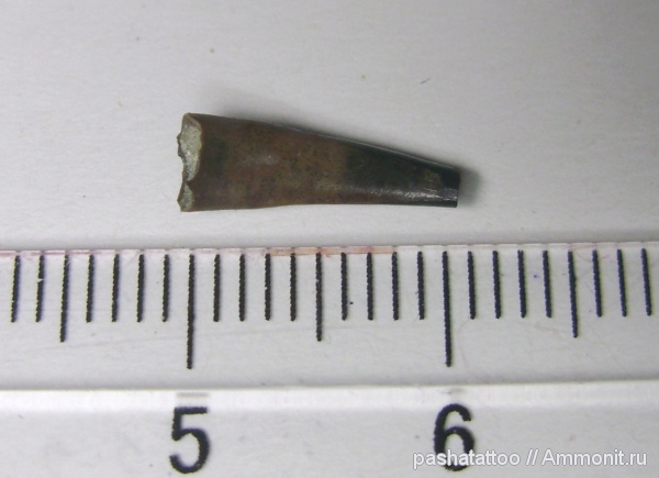 птерозавры