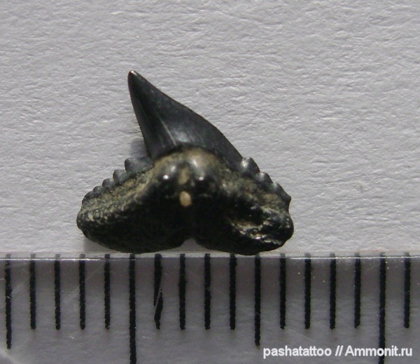 рыбы, позвоночные, зубы акул, Physogaleus, Physogaleus secundus, fish, shark teeth