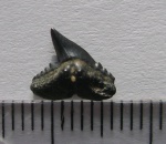 Зуб акулы Physogaleus secundus