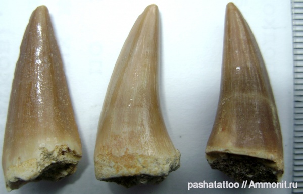 Mosasaurus, Platecarpus coryphaeus, Platecarpus