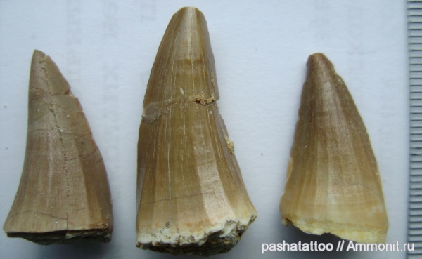 Mosasaurus beaugei, Mosasaurus