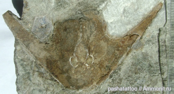 девон, Devonian, агнаты, Stensiopelta pustulata, бесчелюстные