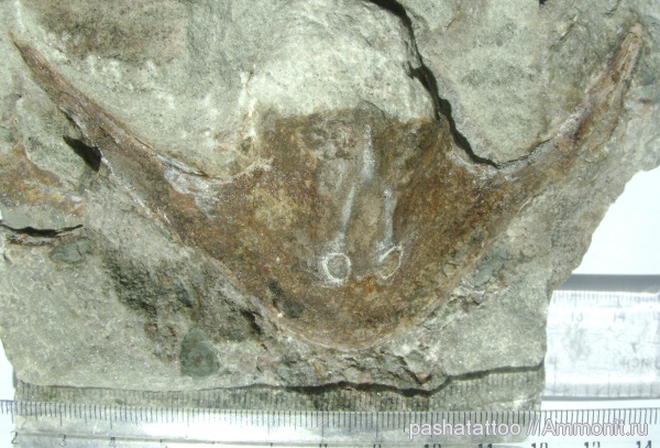 девон, Devonian, агнаты, Stensiopelta pustulata, Stensiopelta, бесчелюстные