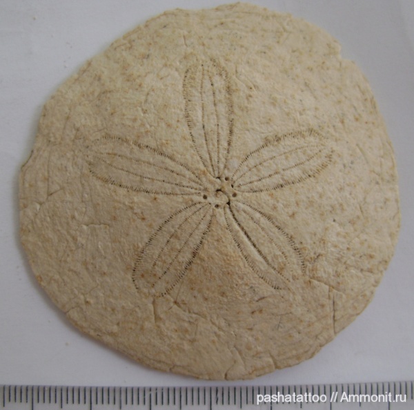 Scutella paulensis, Scutella