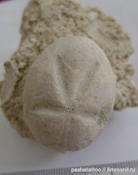 Brissus, Brissus unicolor