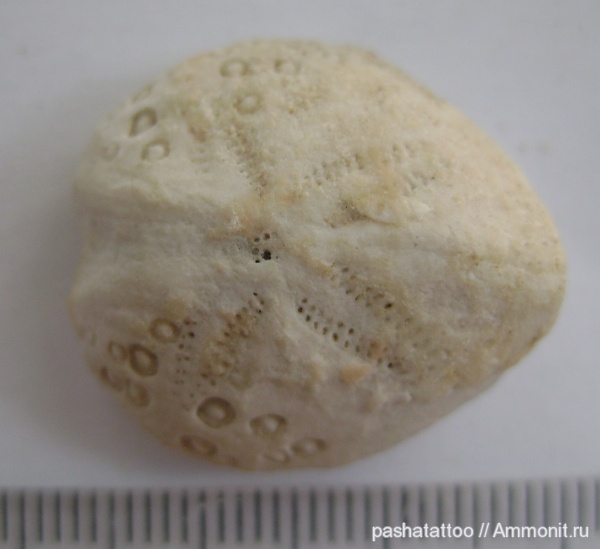 Lovenia forbesi, Lovenia