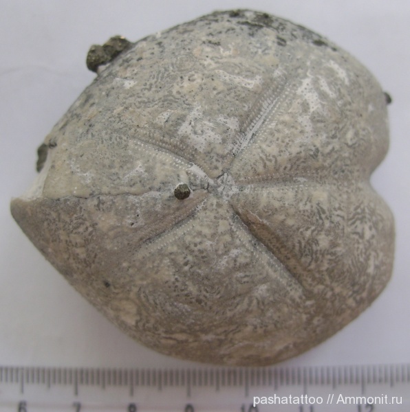 морские ежи, Германия, Micraster, Micraster glyphus