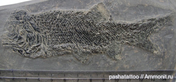 пермь, рыбы, Paramblypterus, Permian, fish