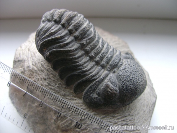 трилобиты, Марокко, членистоногие, Phacops