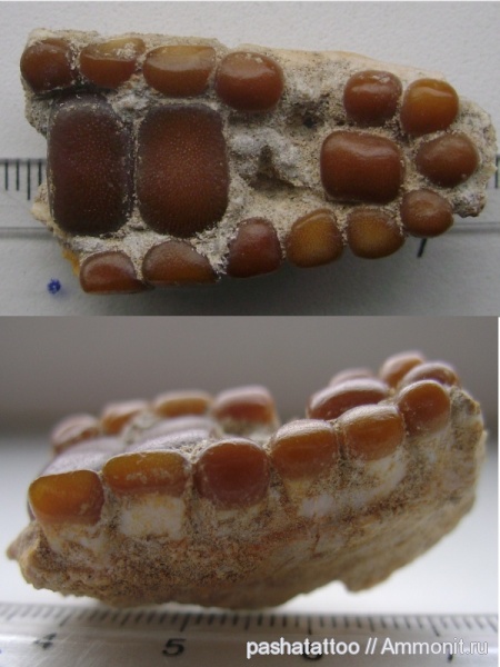 мел, рыбы, Марокко, Pycnodontiformes, Cretaceous, fish