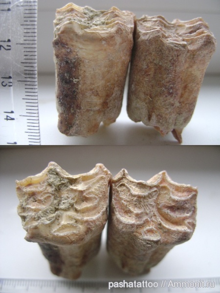 млекопитающие, Украина, Hipparion, лошади