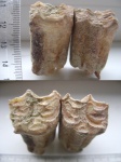 Зубы Гиппариона