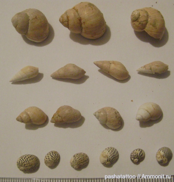 гастроподы, Украина, Одесса