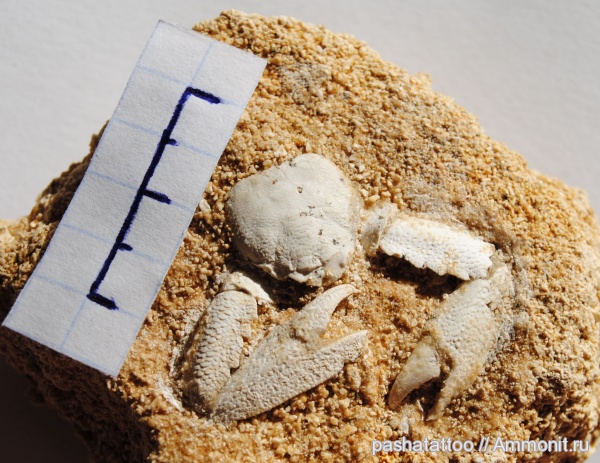 членистоногие, Украина, Petrolisthes magnus