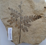 Neuropteris