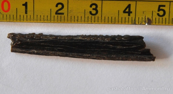 рыбы, позвоночные, fish