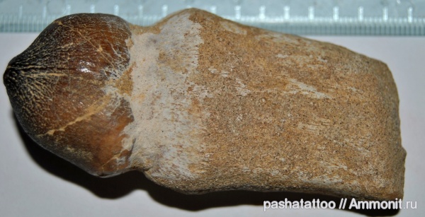 Globidens aegypticus