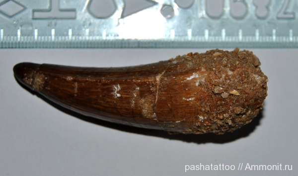 рептилии, мел, Марокко, Spinosaurus aegyptiacus, Cretaceous