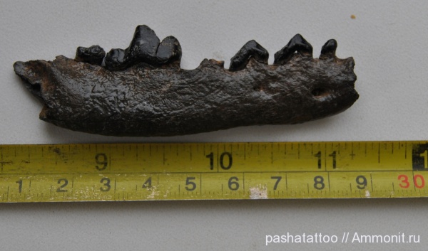 млекопитающие, лисы