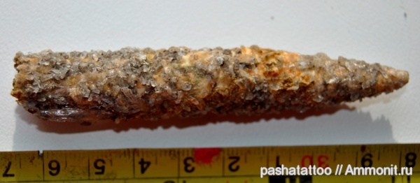 белемниты, мел, головоногие моллюски, Украина, Cretaceous, belemnites