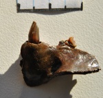 Фрагмент челюсти млекопитающего на определение.