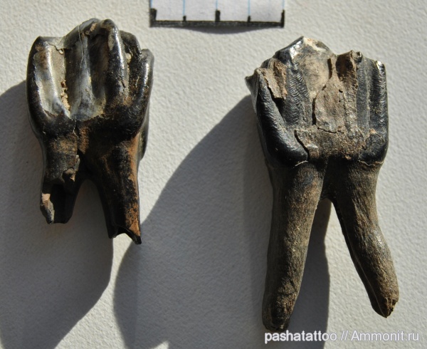 позвоночные, млекопитающие, плейстоцен