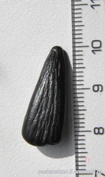 палеоген, рыбы, плезиозавры, Украина, fish