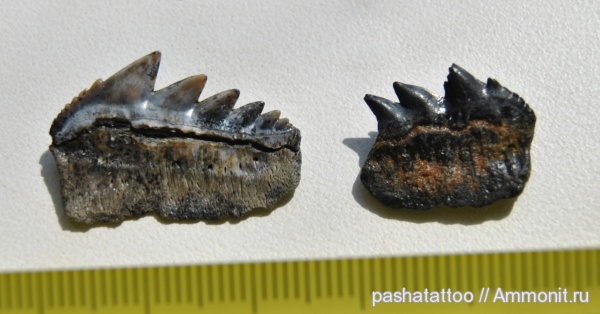 рыбы, зубы, акулы, Hexanchiformes, Notorynchus, fish, teeth, sharks