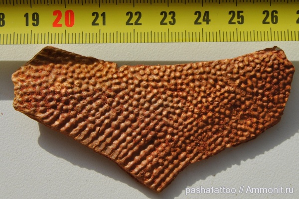 девон, Россия, Asterolepis