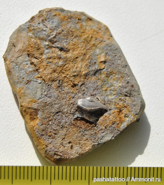 карбон, рыбы, Petalodus, fish