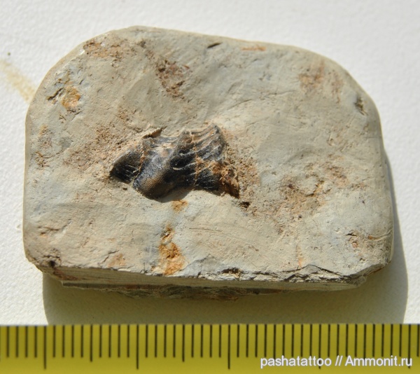 карбон, рыбы, Poecilodus, fish