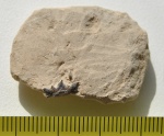 Cladodus sp.