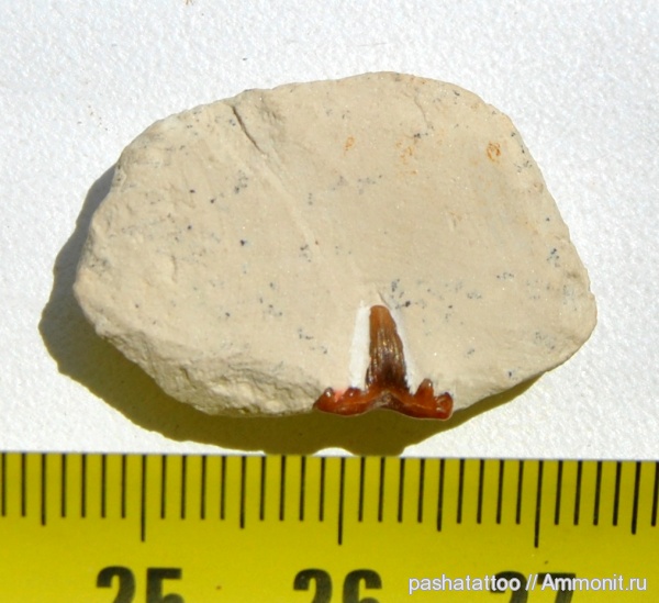 рыбы, Glikmanius, Glickmanius, fish