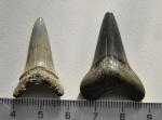 Зубы акул