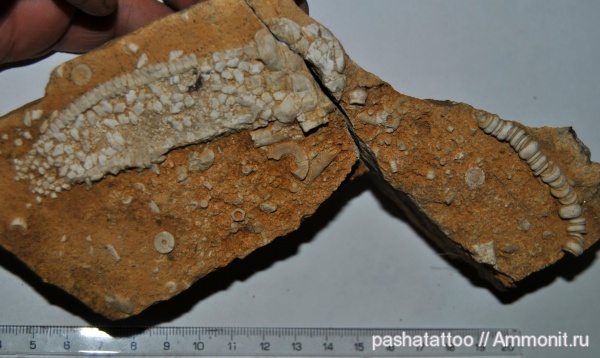 морские лилии, иглокожие, карбон, Украина