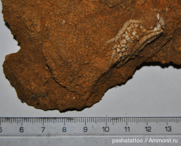 морские лилии, иглокожие, карбон, Украина