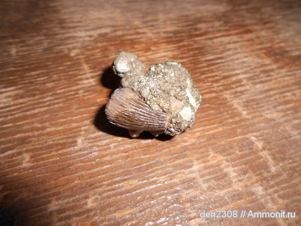 Рыбинск, зубы рептилий, Переборы