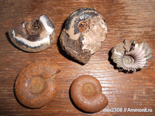 аммониты, Глебово, Рыбинск, Ammonites, Переборы